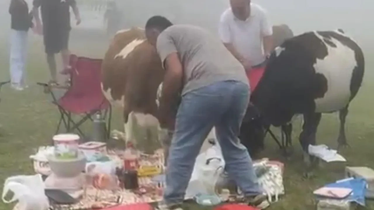 Davetsiz misafirler pikniği bastı! İneklerle vatandaşların güldüren kovalamacası kamerada