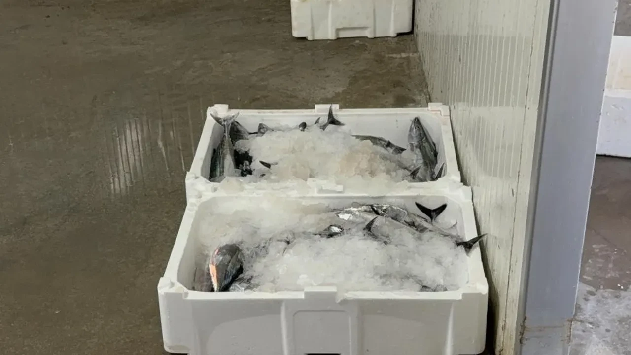 Denizlerde av yasağı bitti, balıkçıların yüzü güldü! Zonguldak'ta ilk günde 50 ton palamut