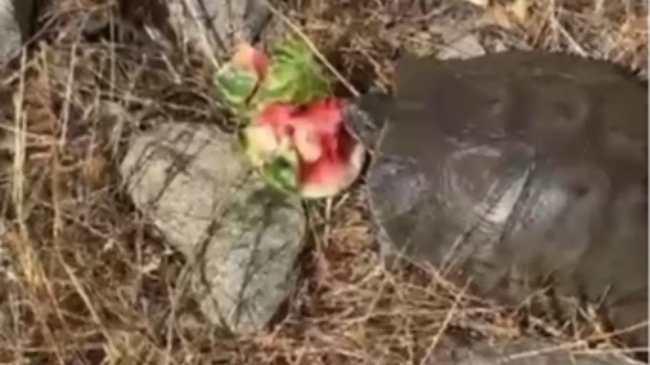 Gülümseten görüntüler: Kaplumbağaya su bulamayınca karpuz verdi