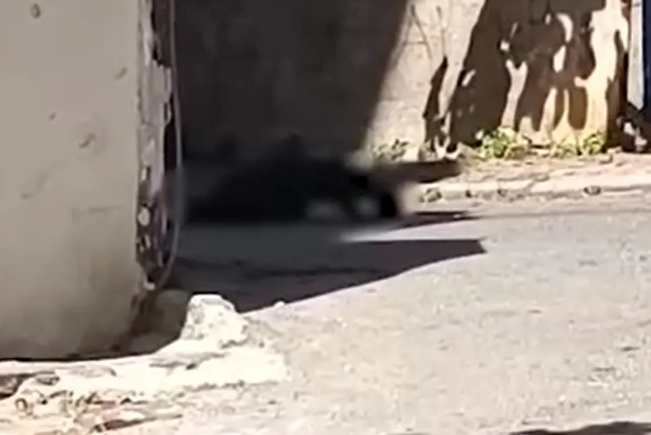 Maltepe'de bir kişi silahla ateş açtı, özel harekat devreye girdi: 2 can kaybı
