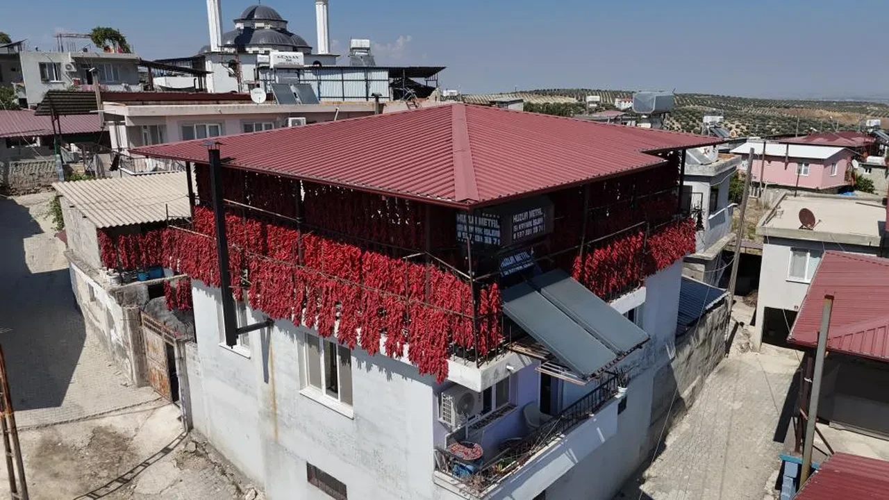 Acısı zehir gibi, kazancı tatlı... Demeti 500 TL'den kapış kapış gidiyor: Paraya para demiyorlar