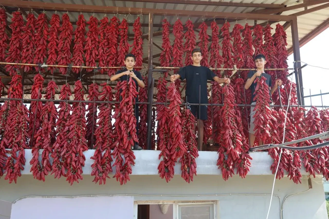 Acısı zehir gibi, kazancı tatlı... Demeti 500 TL'den kapış kapış gidiyor: Paraya para demiyorlar
