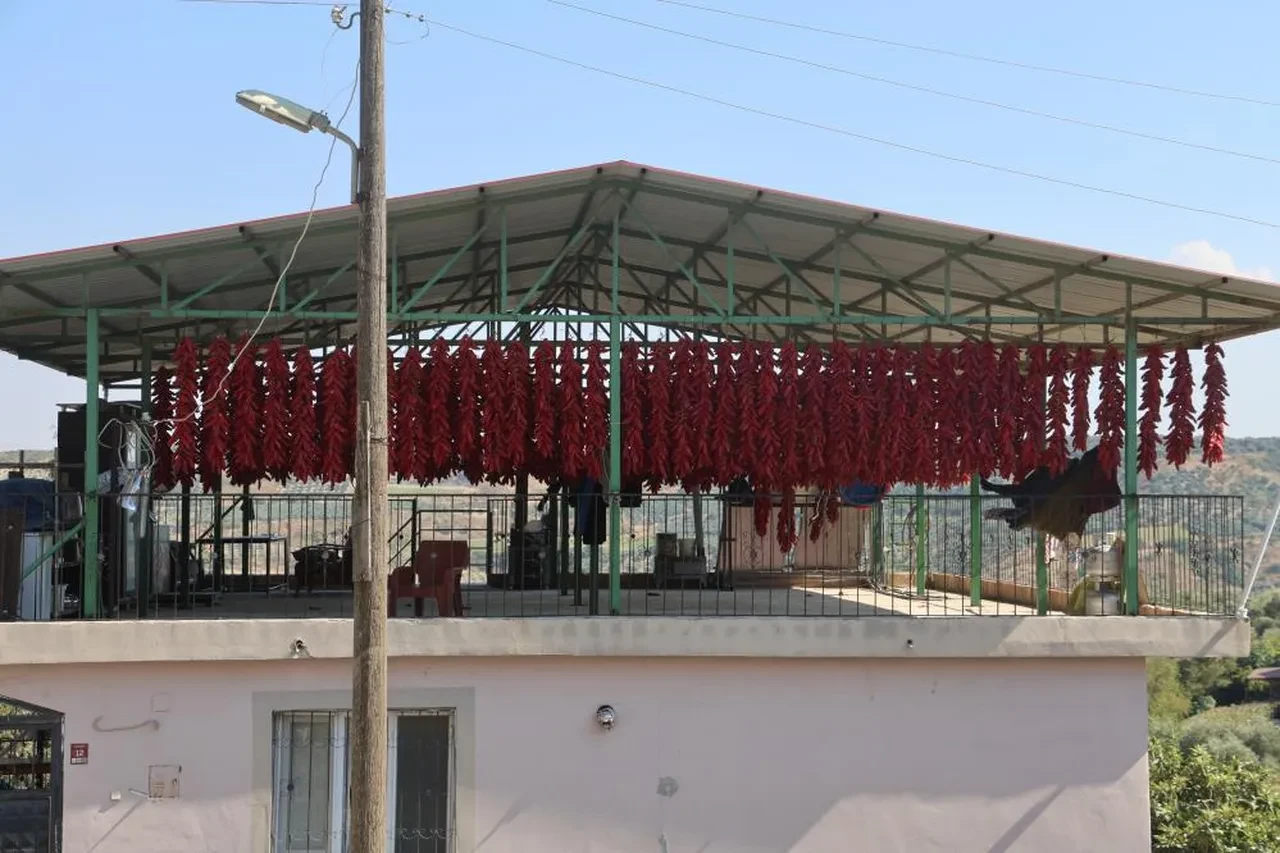 Acısı zehir gibi, kazancı tatlı... Demeti 500 TL'den kapış kapış gidiyor: Paraya para demiyorlar