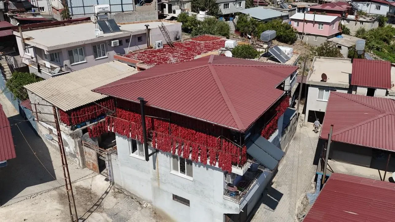 Acısı zehir gibi, kazancı tatlı... Demeti 500 TL'den kapış kapış gidiyor: Paraya para demiyorlar