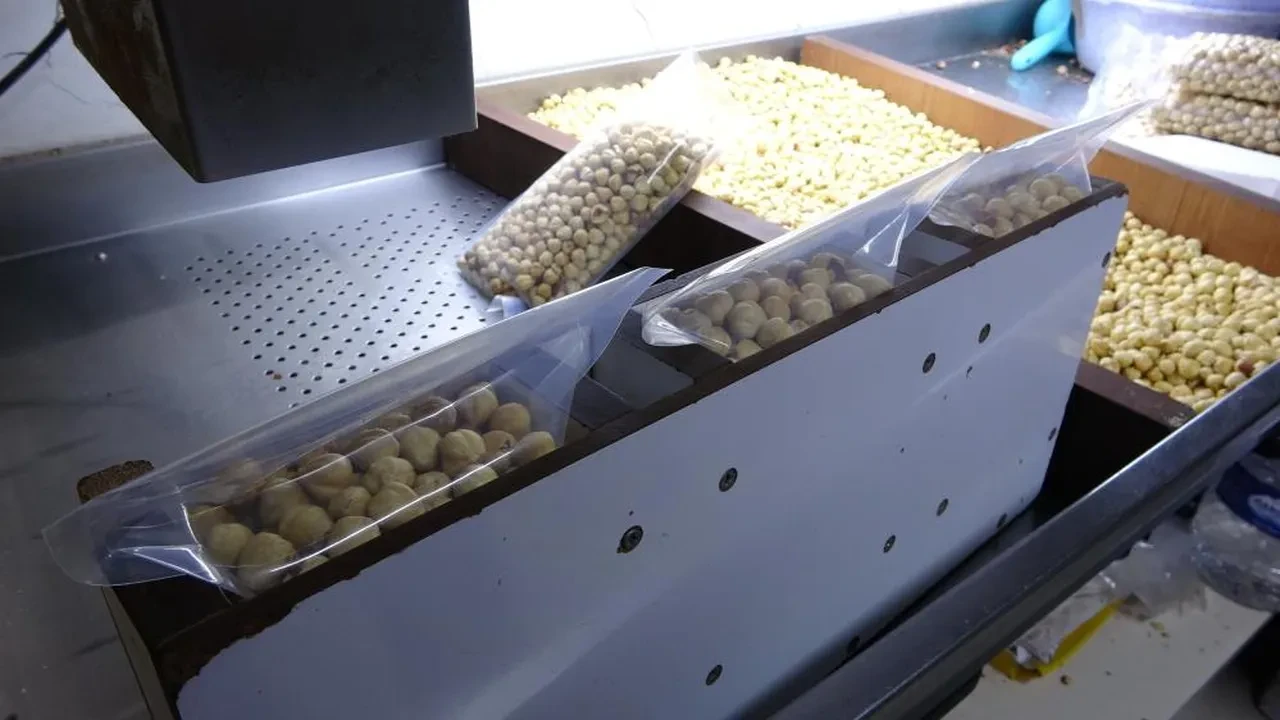 Hasat tamamlandı, paketleme başladı: Yüzde 200 kazandırıyor