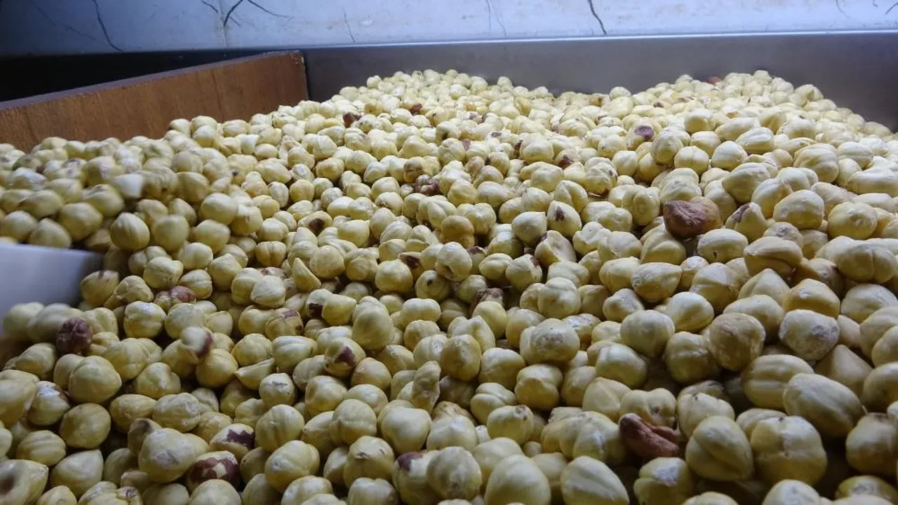Hasat tamamlandı, paketleme başladı: Yüzde 200 kazandırıyor