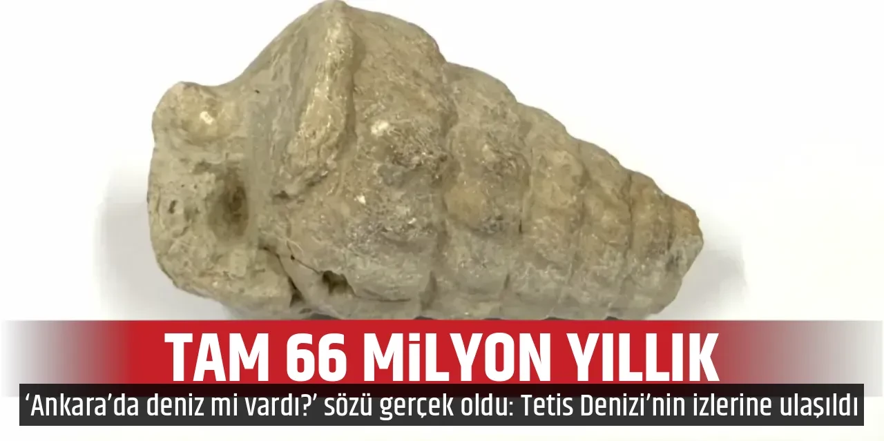 TAM 66 MİLYON YILLIK