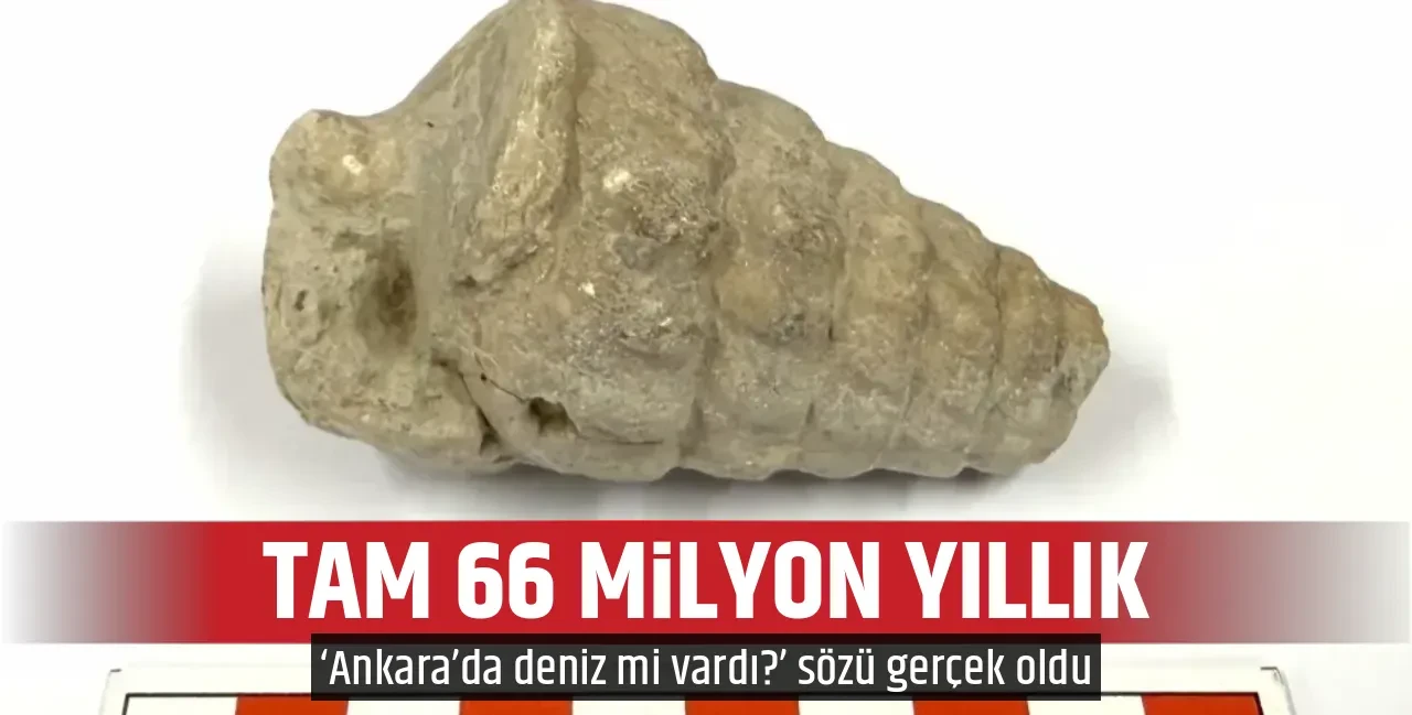 TAM 66 MİLYON YILLIK