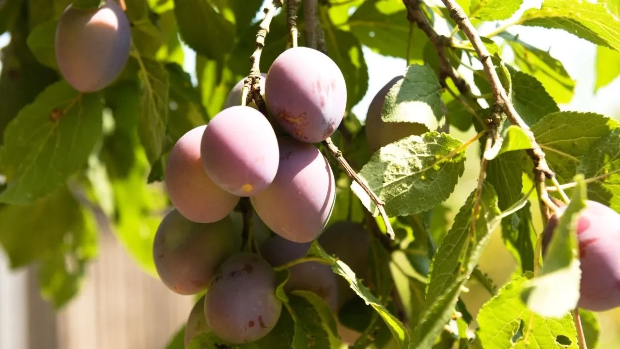 Damson eriği nedir, ne işe yarar? Meşhur damson eriği nerede bulunur?
