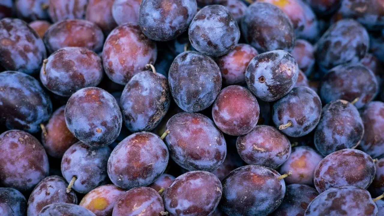 Damson eriği nedir, ne işe yarar? Meşhur damson eriği nerede bulunur?