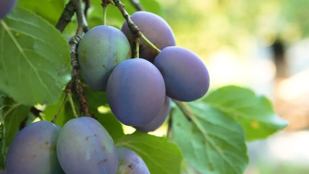 Damson eriği nedir, ne işe yarar? Meşhur damson eriği nerede bulunur?