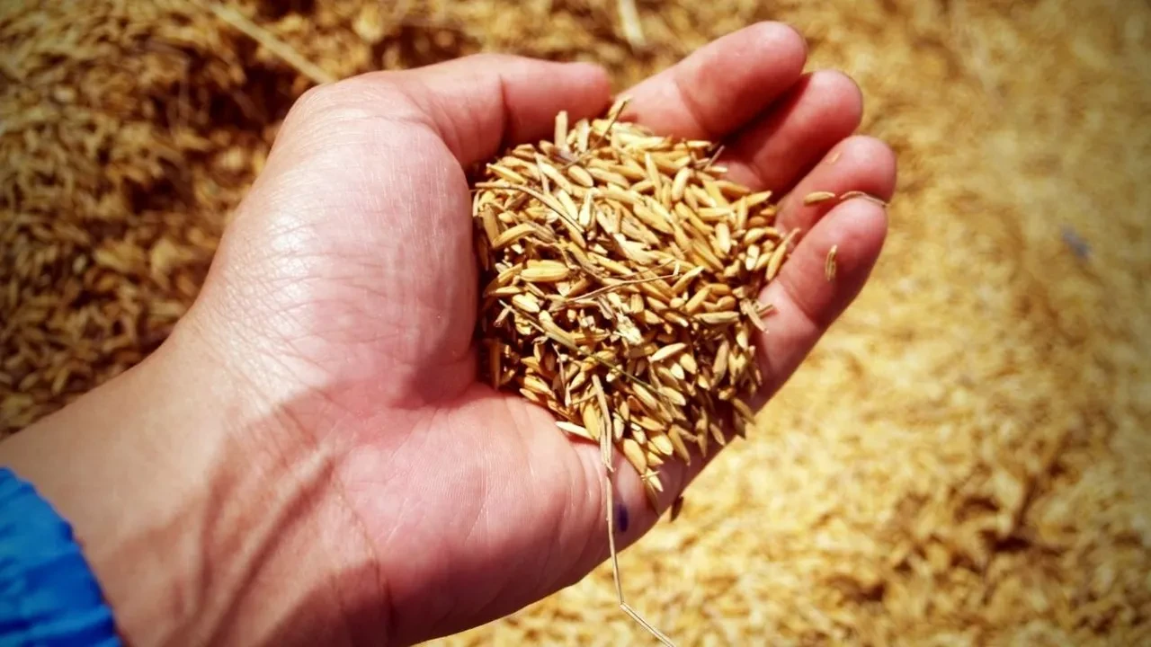 Dünyanın en sağlıklı pirinci belli oldu! Sindirim sistemini düzenleyen pirinç