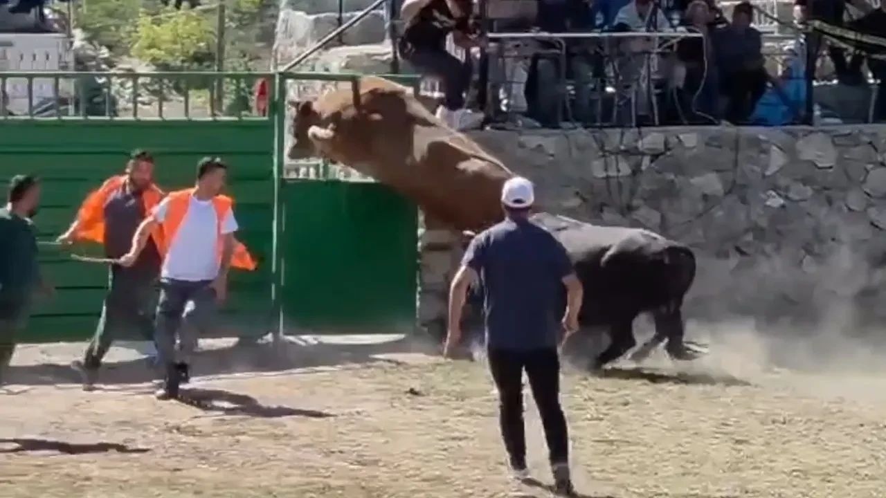 Festivalde güreşen boğa kapı boşluğundan kaçtı