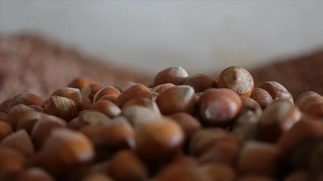 Giresun serbest piyasa fındık fiyatı kaç TL? 14 15 Eylül serbest piyasa fındık fiyatları