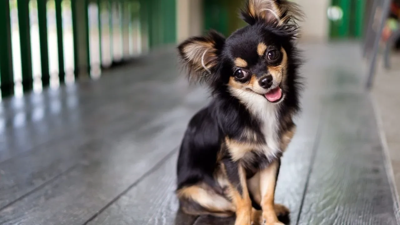 Şivava ırkı köpeklerin genetik geçmişi şaşırttı! 'Sevimli' görünümlerine aldanmayın