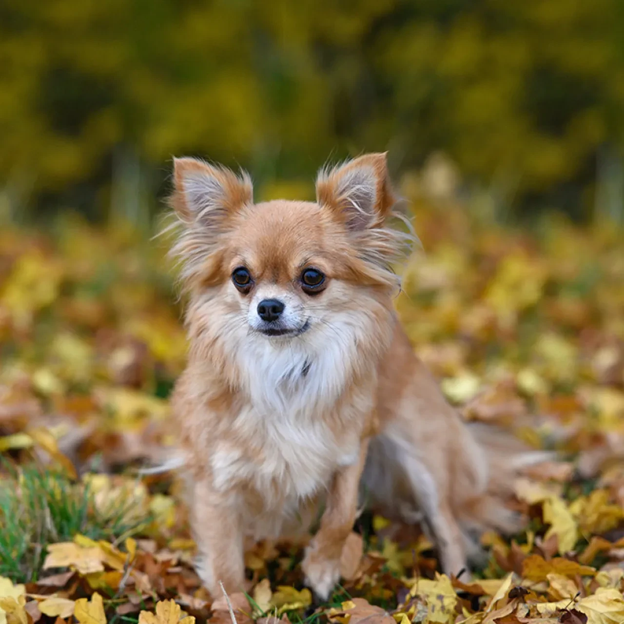 Şivava ırkı köpeklerin genetik geçmişi şaşırttı! 'Sevimli' görünümlerine aldanmayın