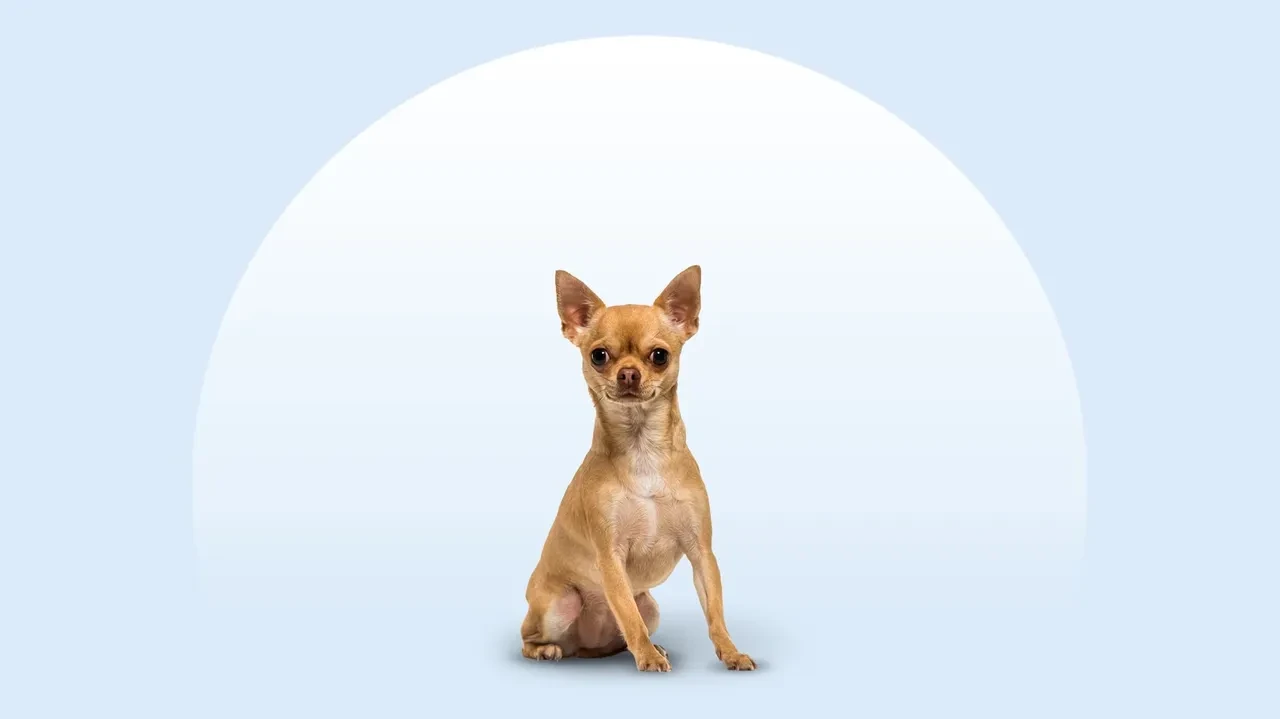 Şivava ırkı köpeklerin genetik geçmişi şaşırttı! 'Sevimli' görünümlerine aldanmayın