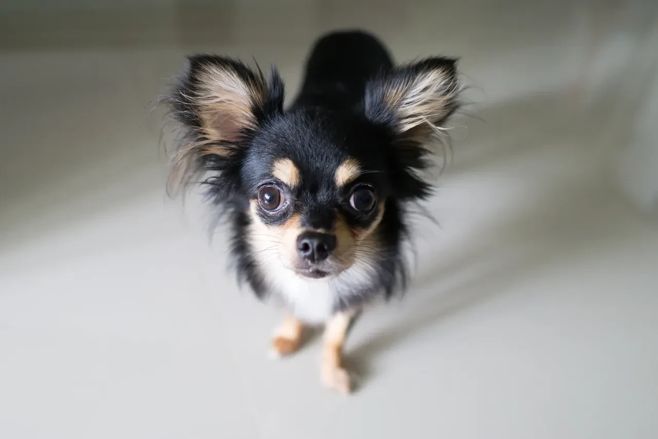 Şivava ırkı köpeklerin genetik geçmişi şaşırttı! 'Sevimli' görünümlerine aldanmayın