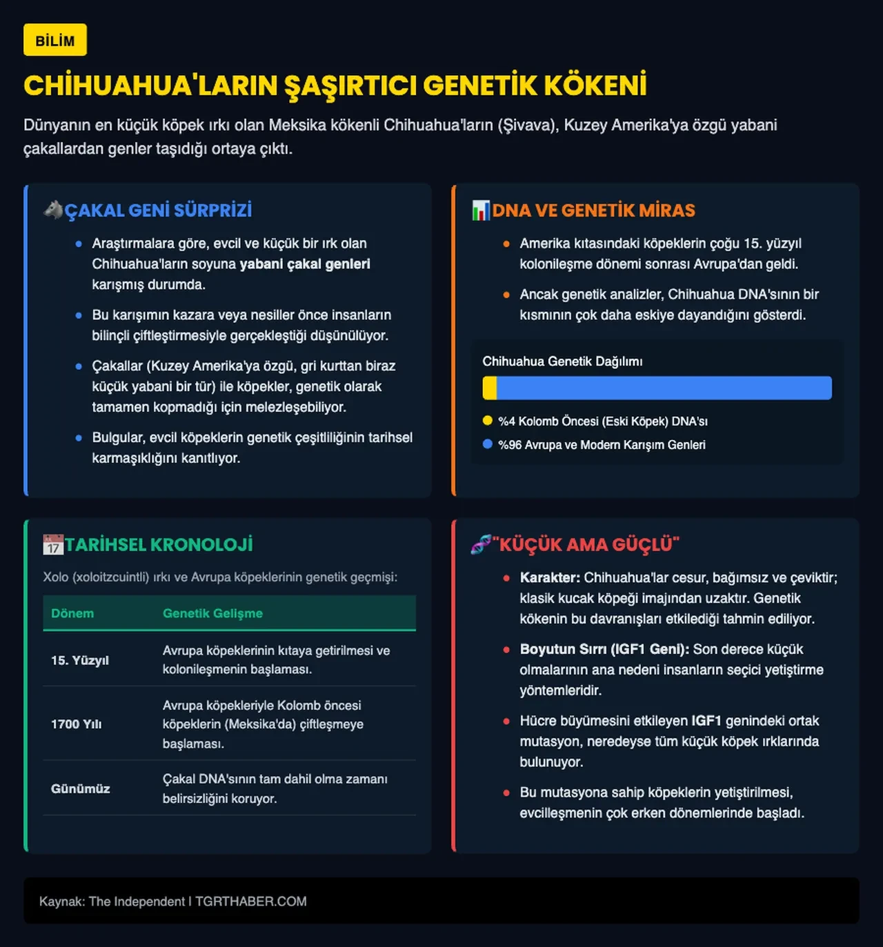 Şivava ırkı köpeklerin genetik geçmişi şaşırttı! 'Sevimli' görünümlerine aldanmayın