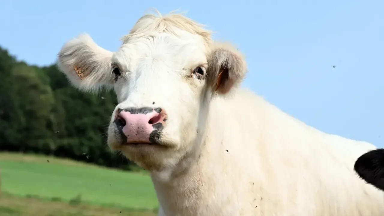Mavi dil hastalığı insana bulaşır mı? Mavi dil hastalığı karantinası başladı!