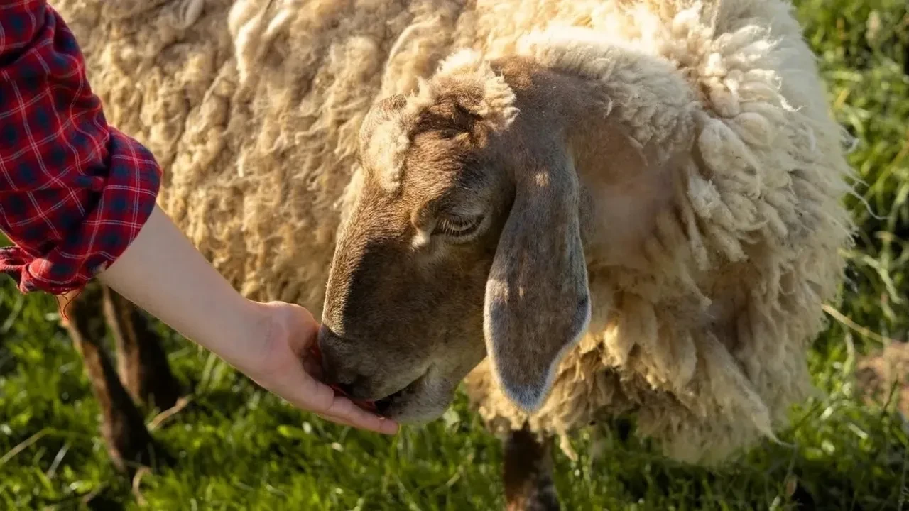 Mavi dil hastalığı insana bulaşır mı? Mavi dil hastalığı karantinası başladı!