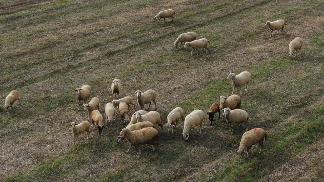 Mavi dil hastalığı insana bulaşır mı? Mavi dil hastalığı karantinası başladı!