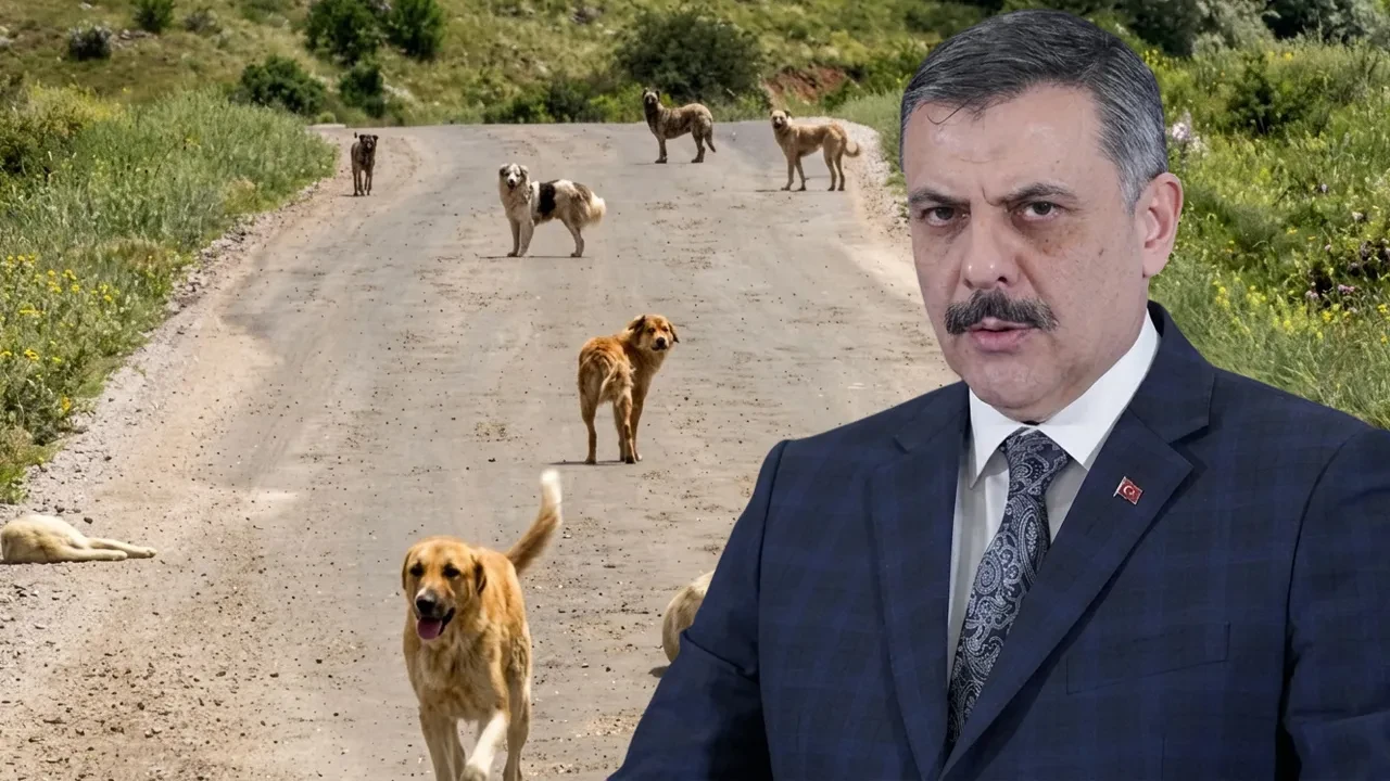 İçişleri Bakanı Mustafa Çiftçi başıboş köpekler için tarih verdi: Ekim ayı sonunda 81 ilde tamamlanacak