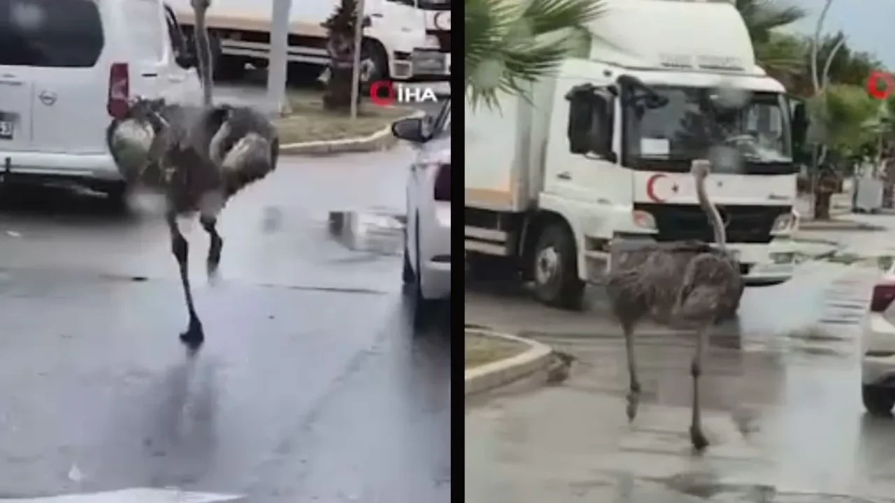 Şile trafiğinde deve kuşu kaosu! Hayvanat bahçesinden kaçtı