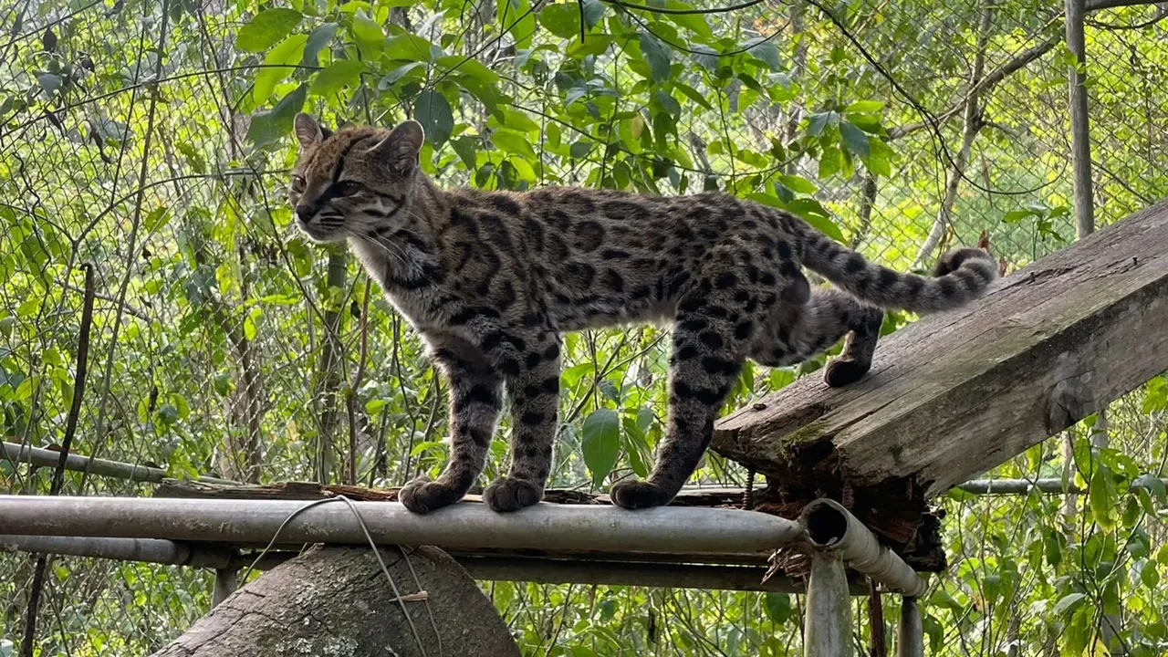 100 yılı aşkın süredir ilk kez yeni bir kedi türü keşfedildi!