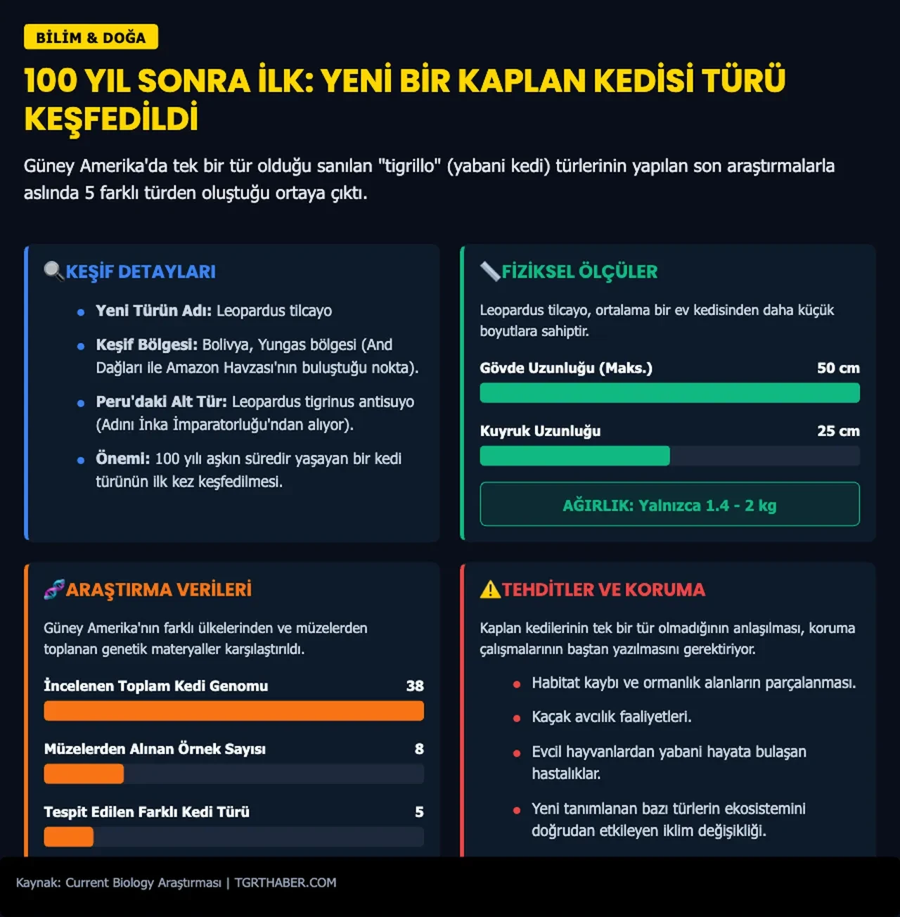 100 yılı aşkın süredir ilk kez yeni bir kedi türü keşfedildi!