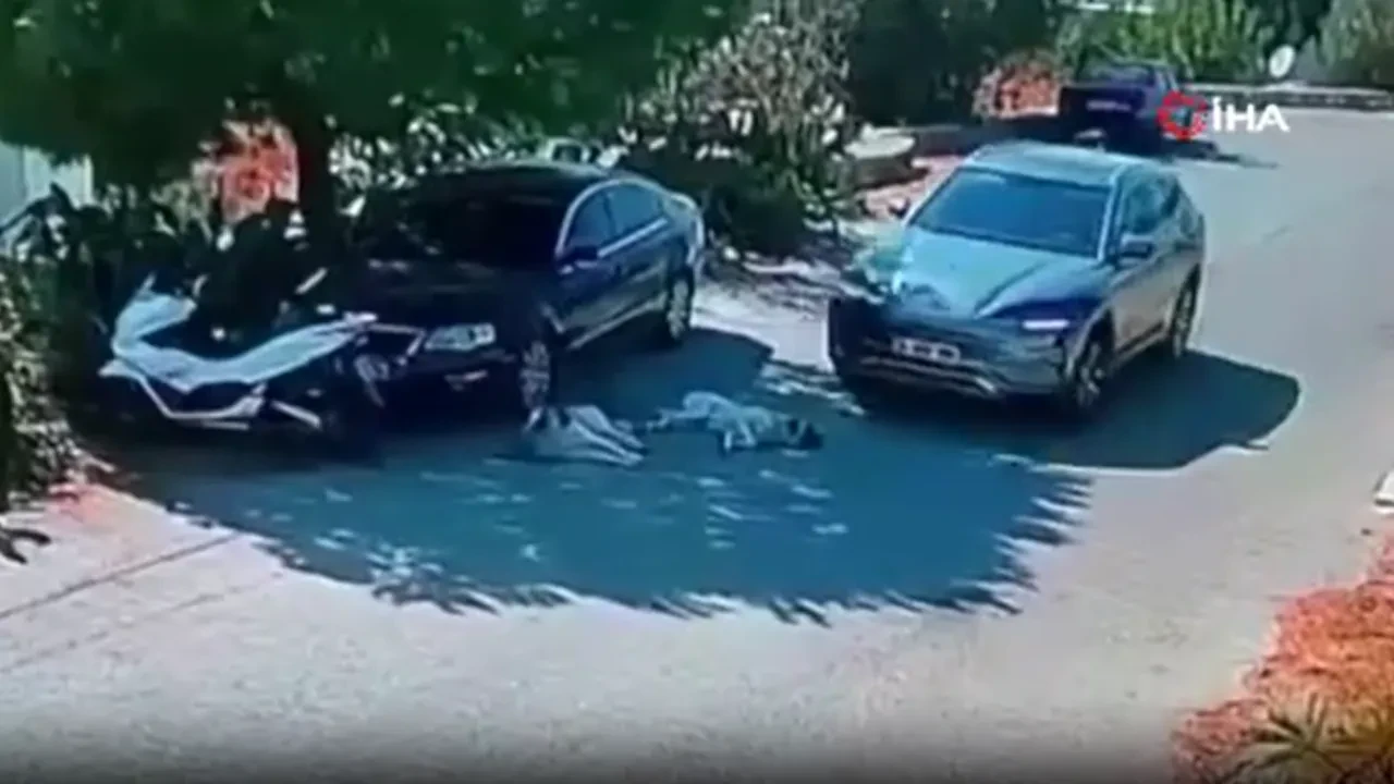 Bodrum'da dehşet anları: Yolda yatan iki köpeğin üzerinden geçip kaçtı