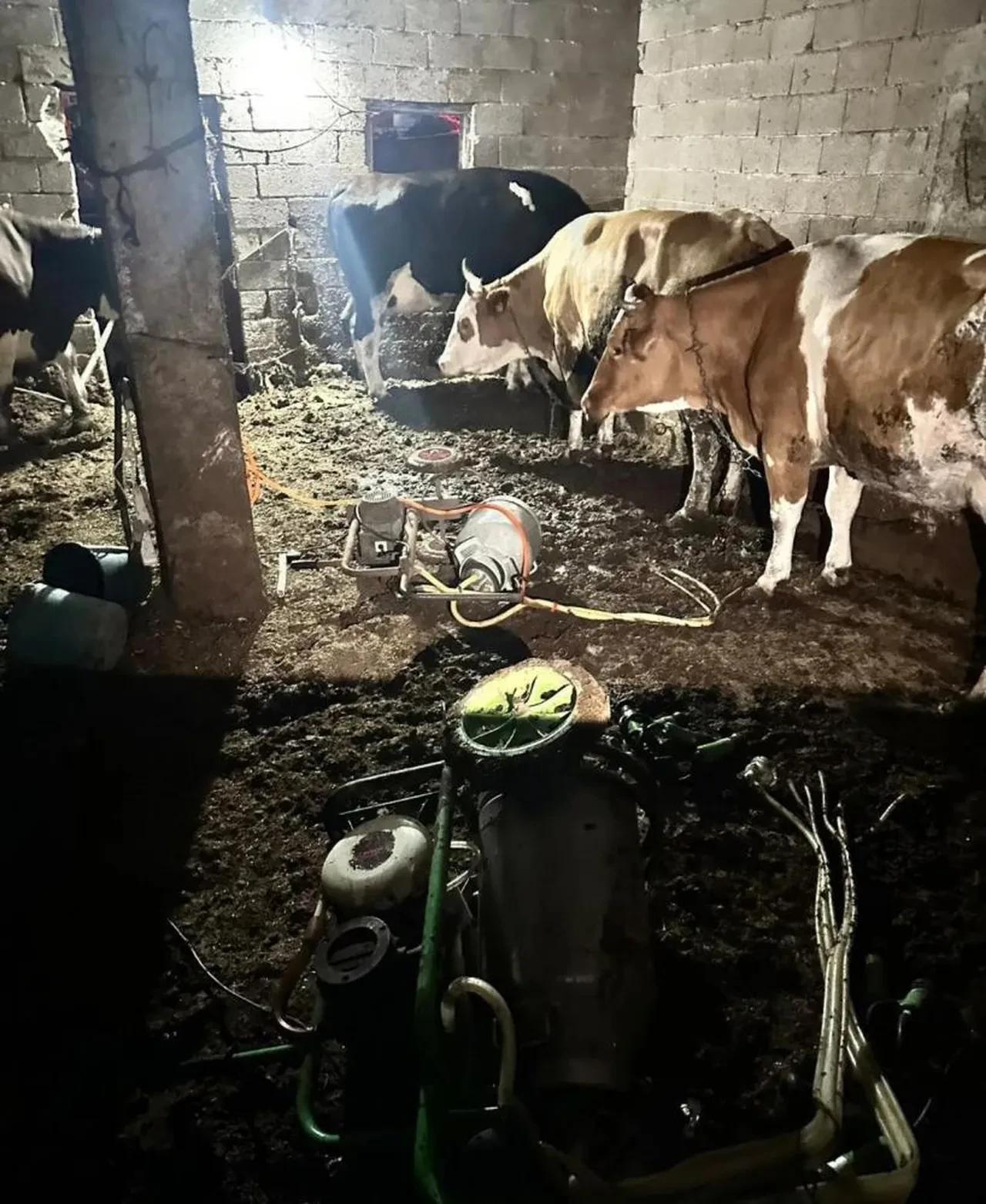 Ahırda inek sağan kadın elektrik akımına kapılarak yaşamını yitirdi