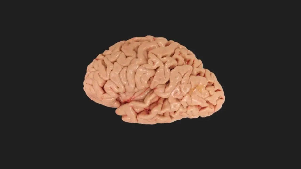 Bilim insanları insan beyninde 'beklenmedik bir yapı' keşfetti! Aslında tek organ değilmiş