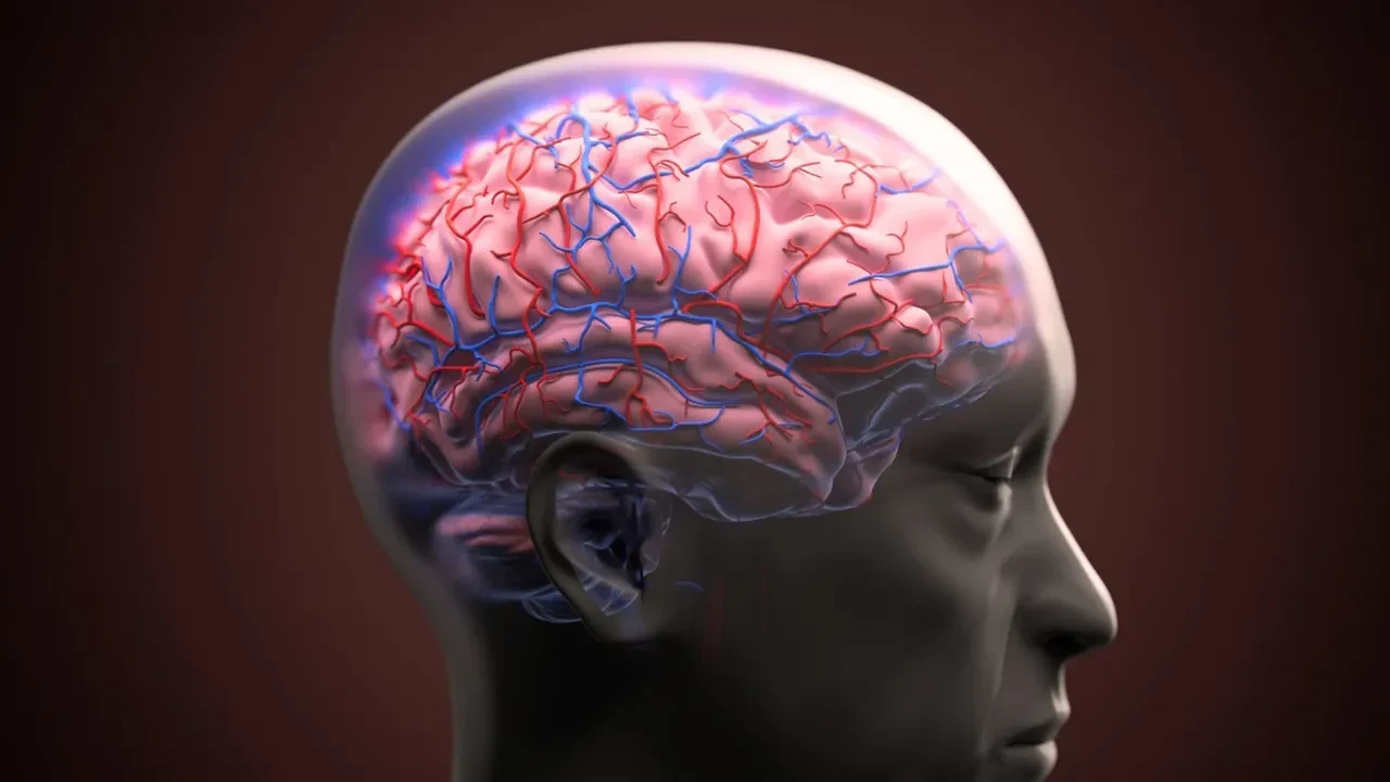Bilim insanları insan beyninde 'beklenmedik bir yapı' keşfetti! Aslında tek organ değilmiş