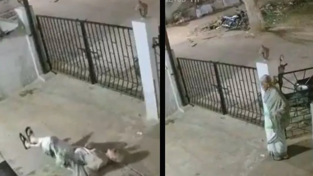 Maymun 91 yaşındaki kadını iterek öldürdü! Saldırdığı anlar kamerada