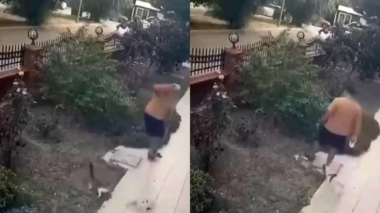 Yavrulu kediye tekme attı, yaptıkları yanına kâr kalmadı