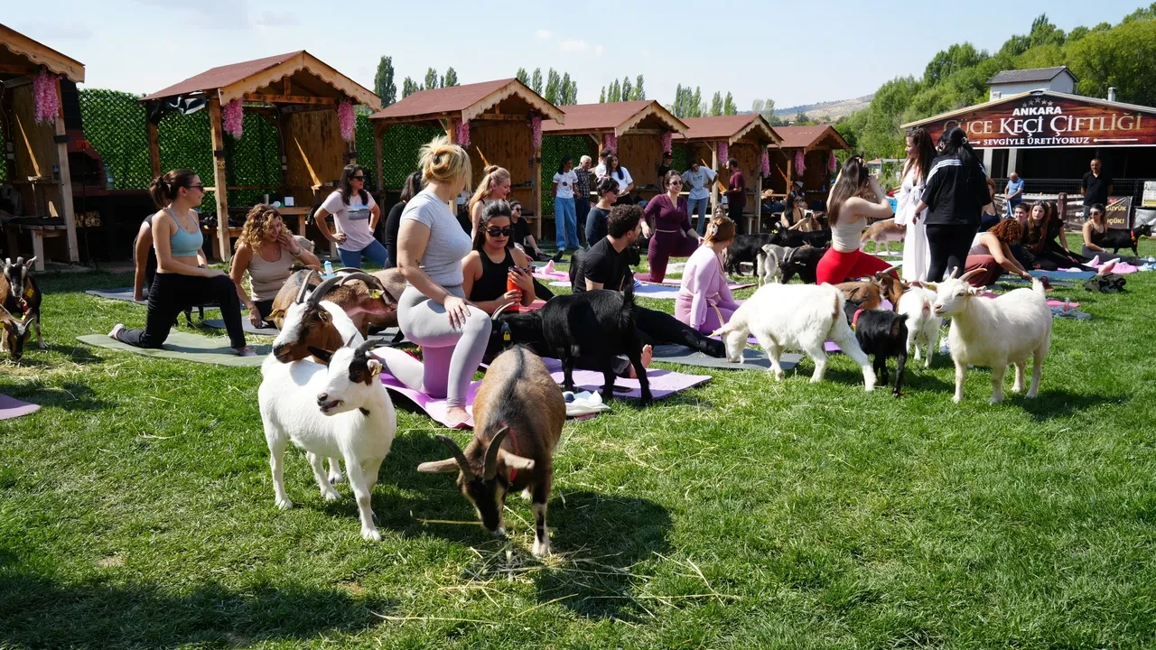 Keçiler sporda! Ankara'da renkli etkinlik