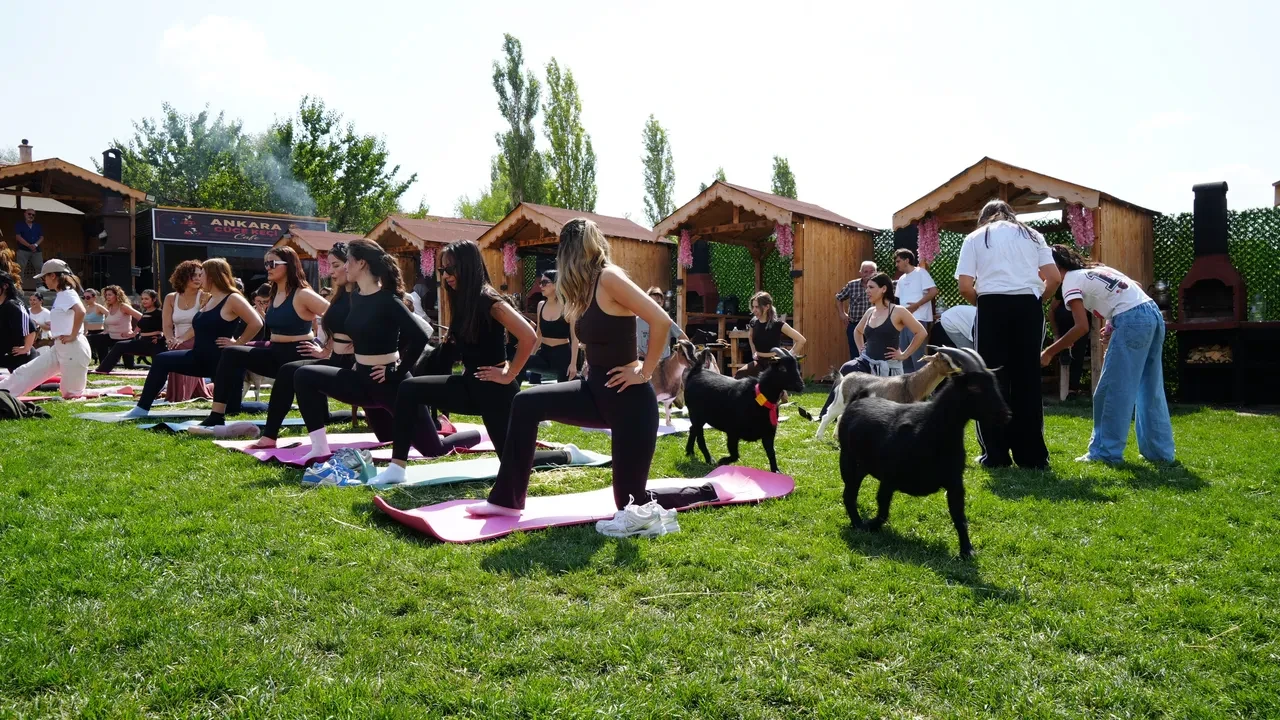 Keçiler sporda! Ankara'da renkli etkinlik