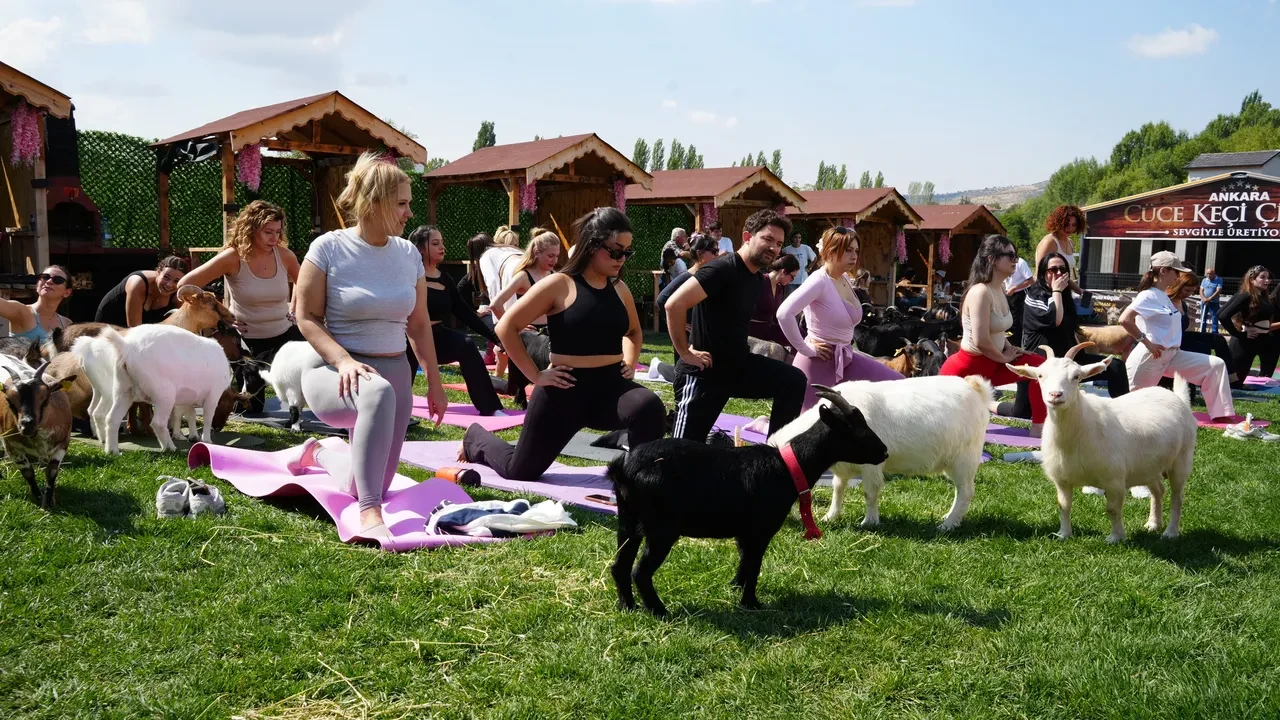 Keçiler sporda! Ankara'da renkli etkinlik