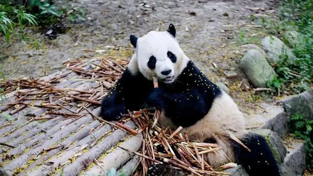 Başkan Xi Xinping'in ziyaretinin ardından Çin'den ABD'ye sürpriz hediyeler