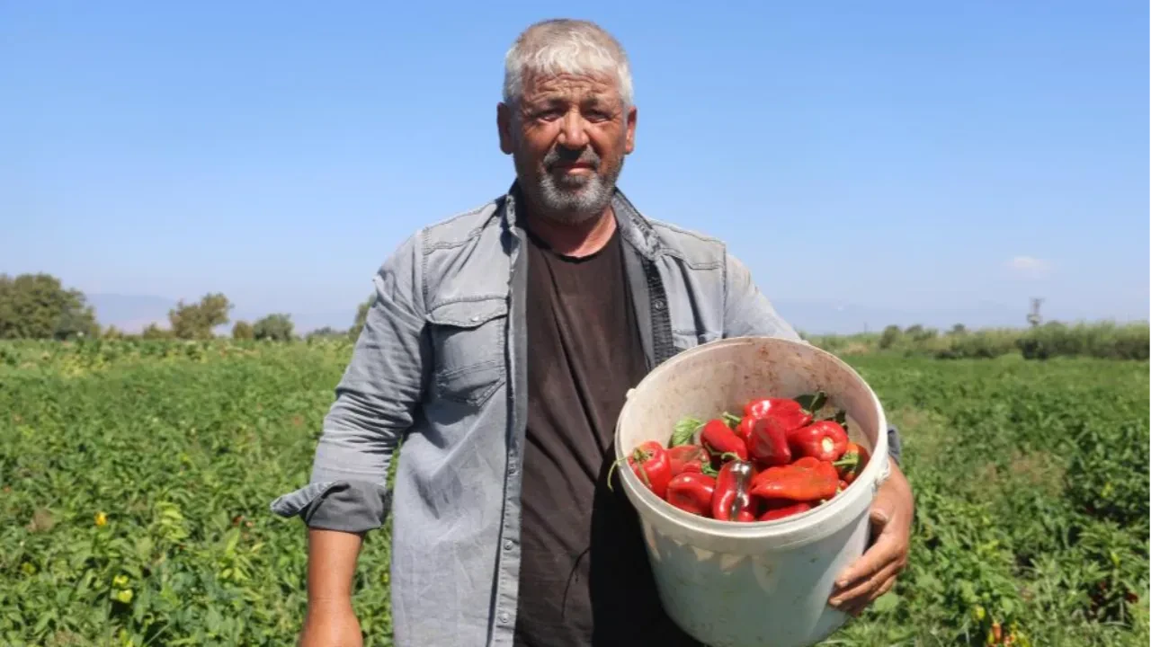 Hasadı 50 derecede yapılıyor: Tarlada 20 markette 100 TL