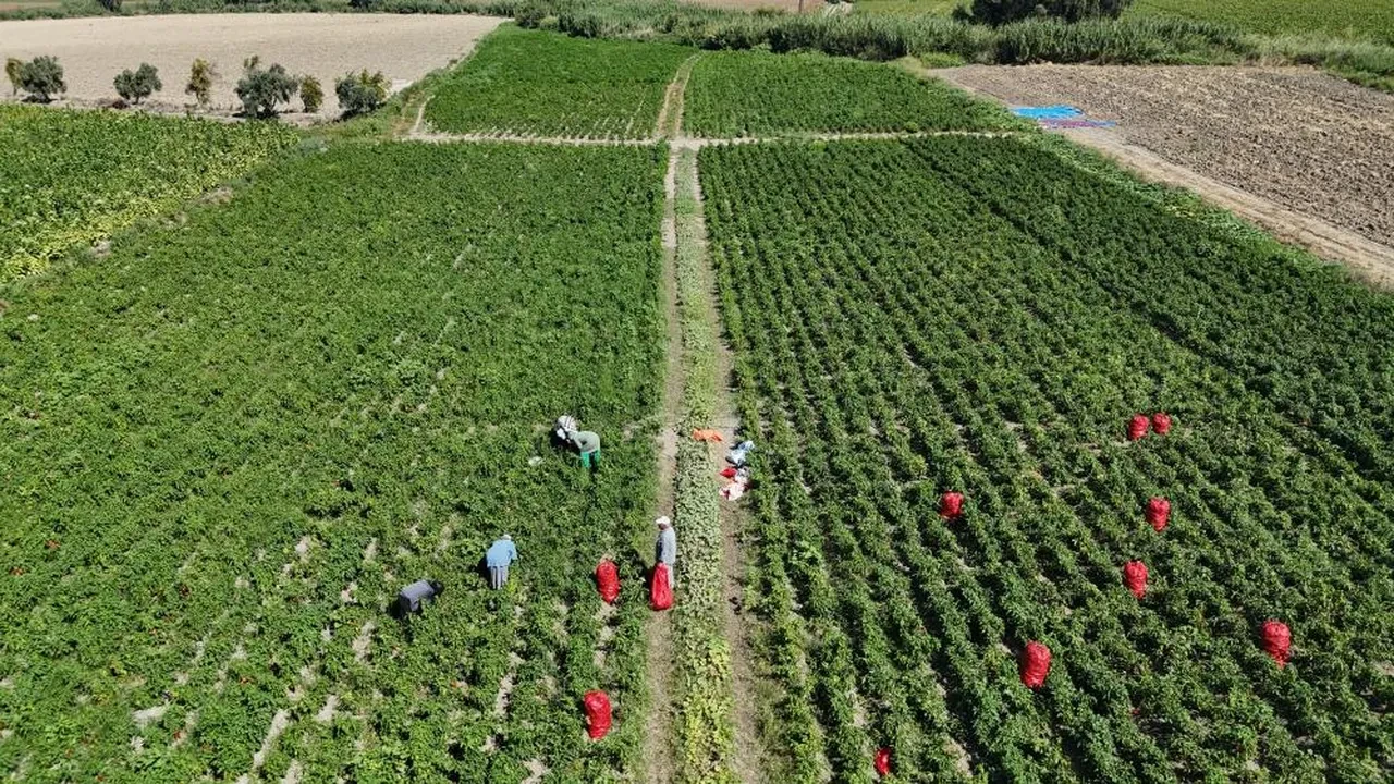 Hasadı 50 derecede yapılıyor: Tarlada 20 markette 100 TL