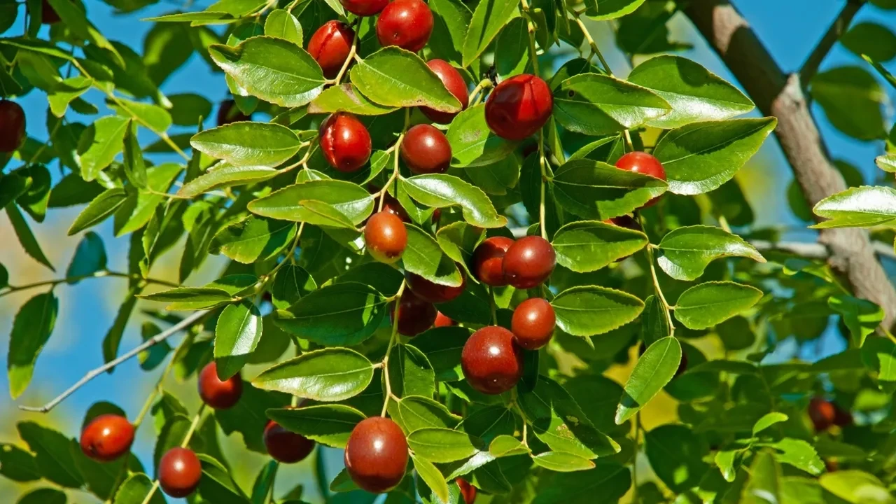 Hünnapları böyle değerlendirin! Kışlık hazırlık yapanların eski usul tarifi