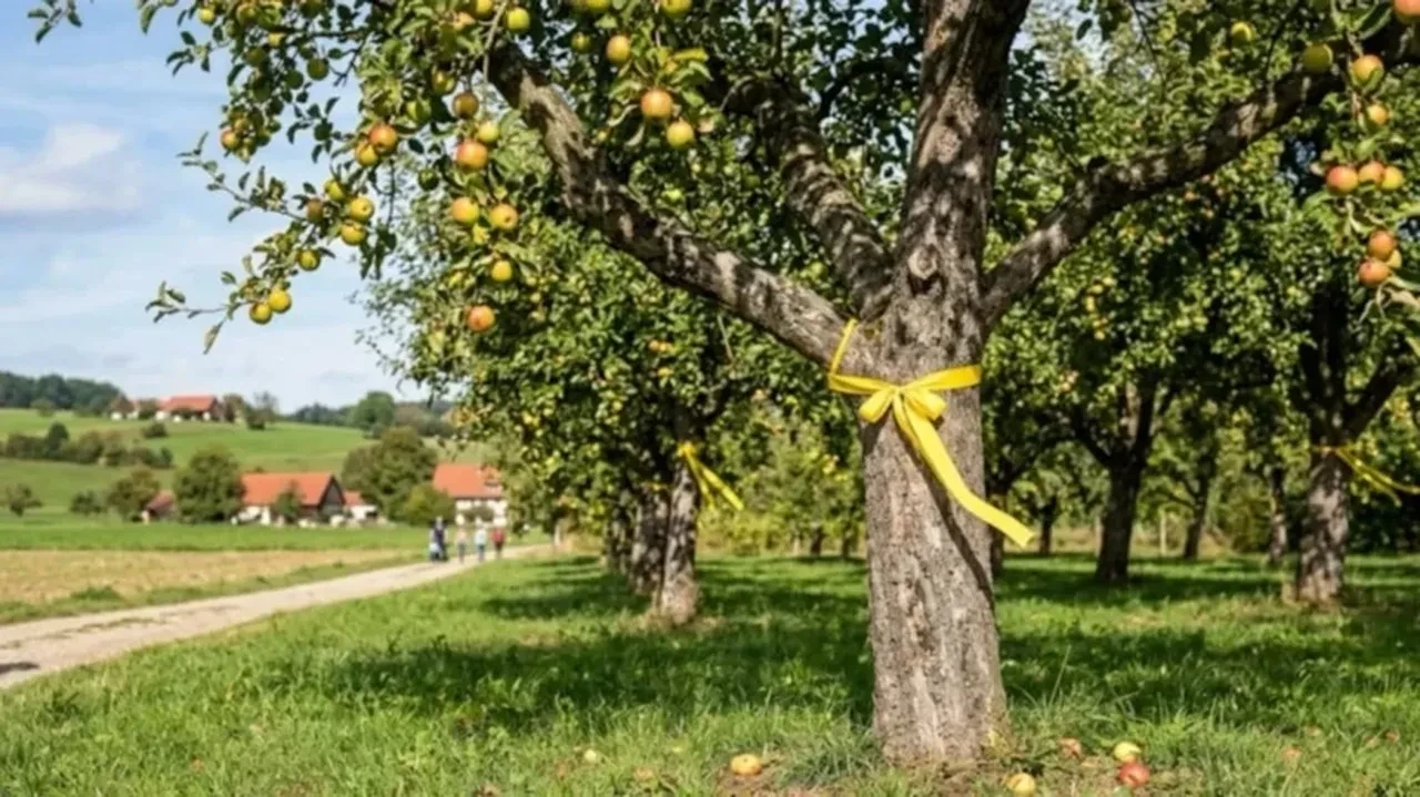 Ağaçlardaki sarı kurdelelerin sırrı çözüldü, herkes için çok faydalı