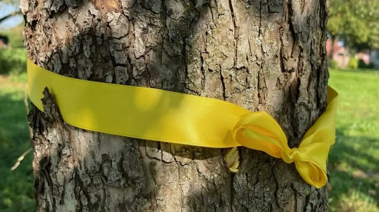 Ağaçlardaki sarı kurdelelerin sırrı çözüldü, herkes için çok faydalı