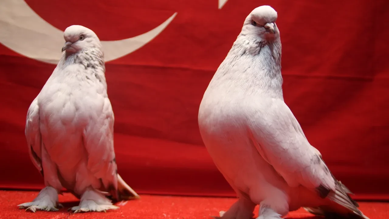 Güvercinlerine 800 bin TL’lik değer biçiliyor! Kümes değil adeta kale