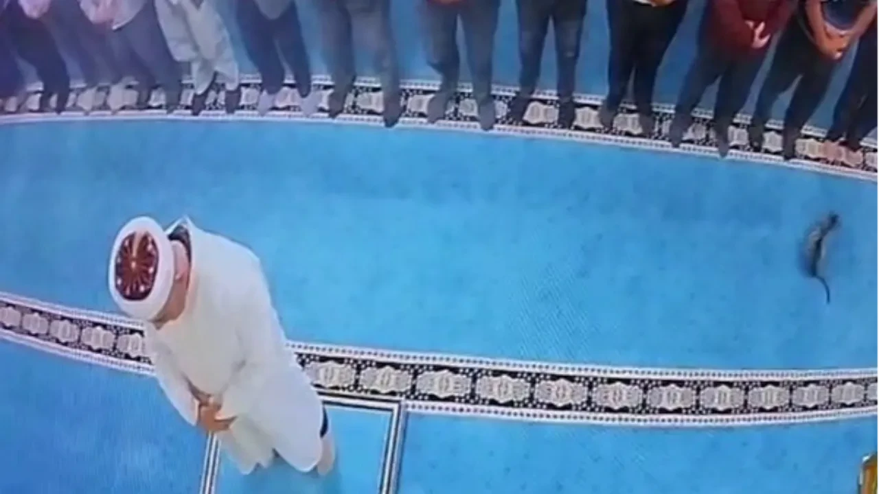 Erzurum'da camide kediyi tekmeleyen şüphelinin ifadesi ortaya çıktı: "Gitsin diye yaptım" dedi, serbest bırakıldı