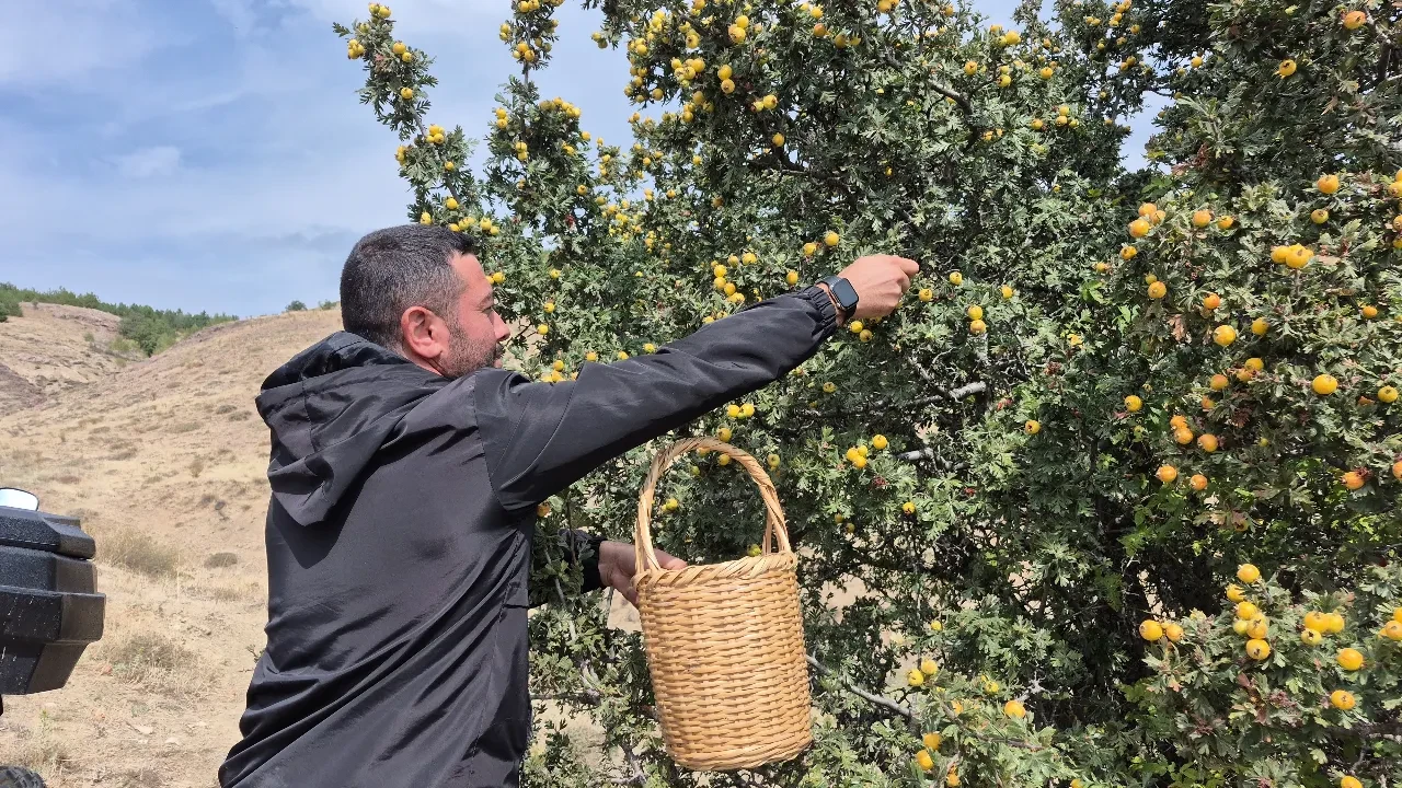 Toplaması meşakkatli, faydası saymakla bitmiyor: Kilolarca topluyorlar ama tek bir tanesini bile satmıyorlar