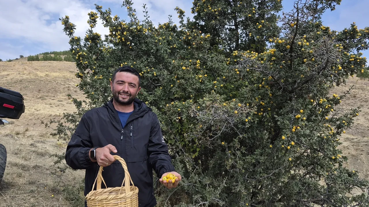 Toplaması meşakkatli, faydası saymakla bitmiyor: Kilolarca topluyorlar ama tek bir tanesini bile satmıyorlar