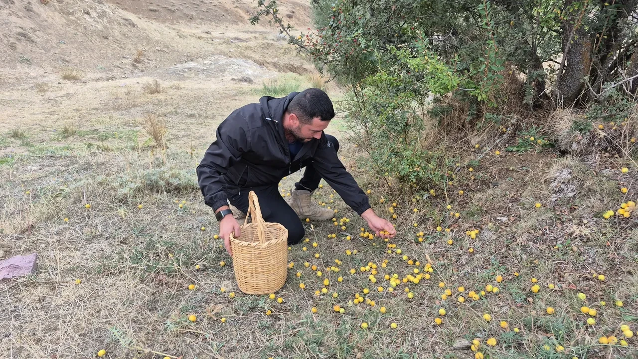 Toplaması meşakkatli, faydası saymakla bitmiyor: Kilolarca topluyorlar ama tek bir tanesini bile satmıyorlar